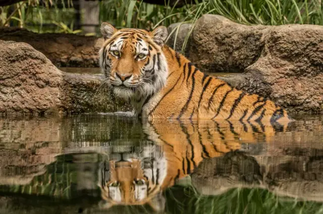 Amur Tiger