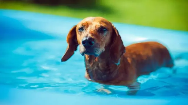 Dog in a pool