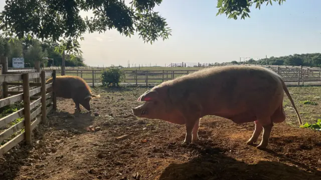 Pigs at West Lodge Farm