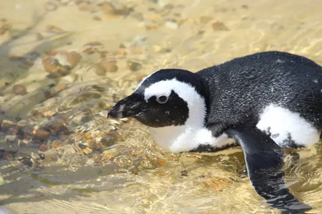 Blackfooted penguin