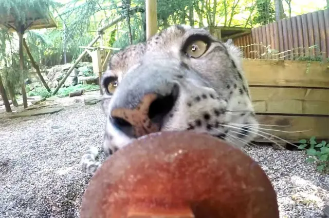 Snow Leopard Jessie with a blood ice lollipops