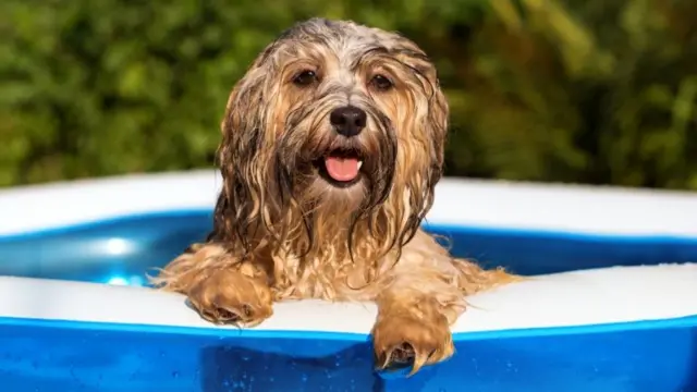 Dog in pool