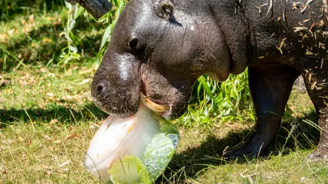 Hippo at Whipsnade Zoo