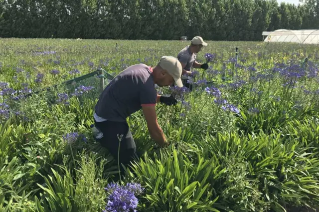 Workers on a farm near Royston