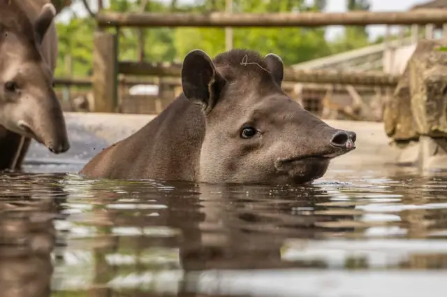 Tim the Tapir