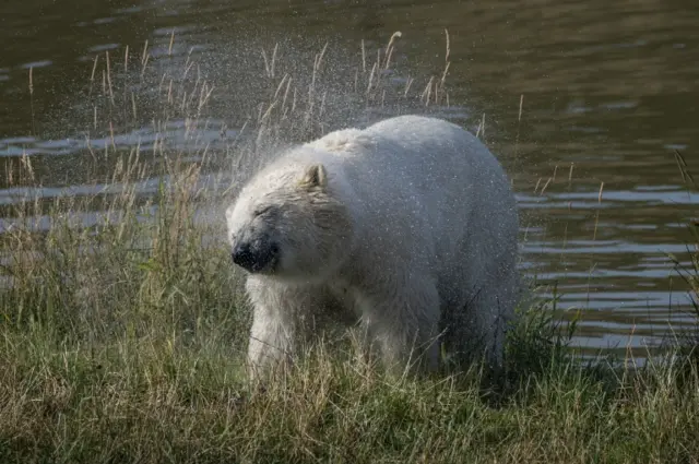 A polar bear shaking off water after a dip in a lake