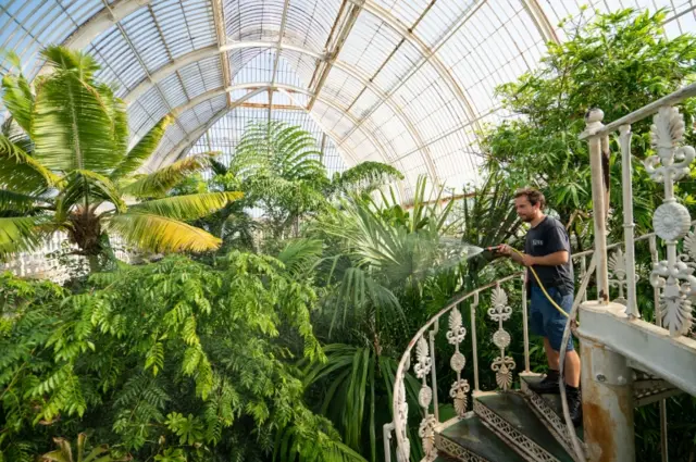 Staff water the plants at Kew gardens