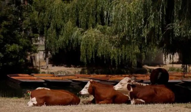 Cows shelter on banks of River Cam, Cambridge