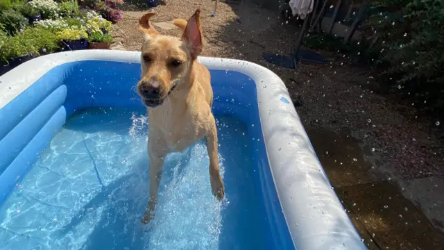 Dog in pool