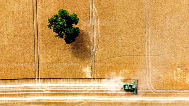 Harvest takes place in fields during a heatwave in Shrewsbury