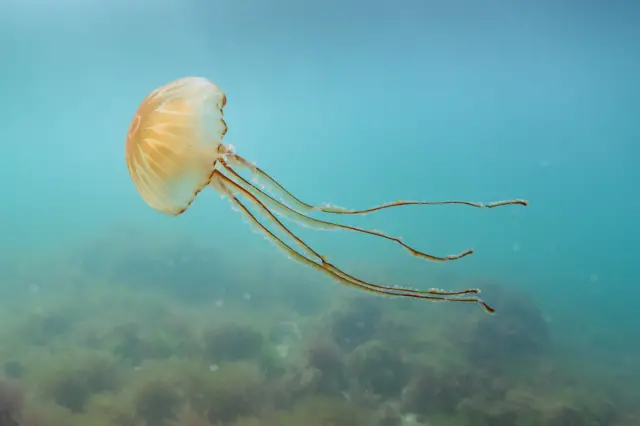 A jellyfish in water