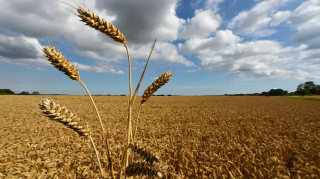 Wheat field