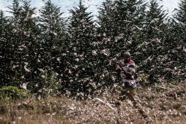 A picuture from February 2021 showing a local farmer walking in a swarm of desert locusts in Meru, Kenya