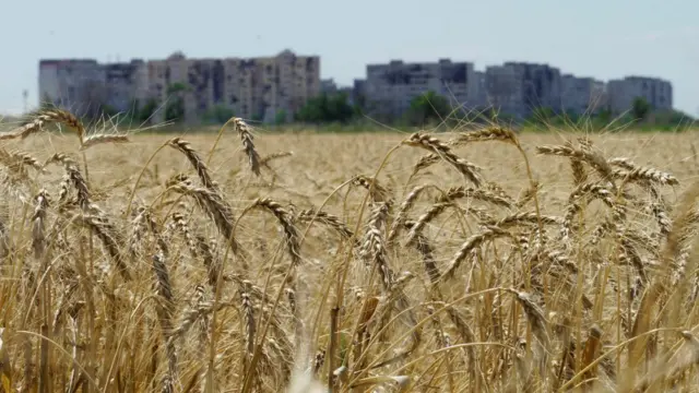 Grain field