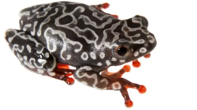 A frog found in Cameroon and other part of west and central Africa