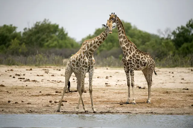 Giraffes at Hwange National Park in Zimbabwe