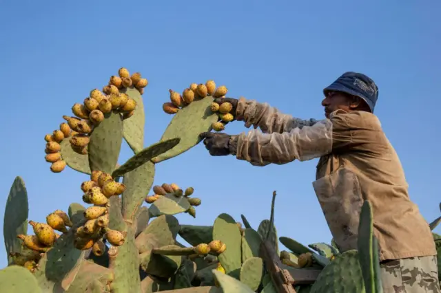 Man picking pears