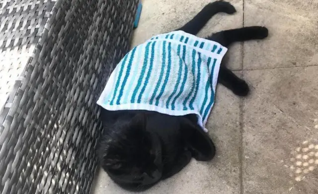 A cold flannel can help keep a cat cool