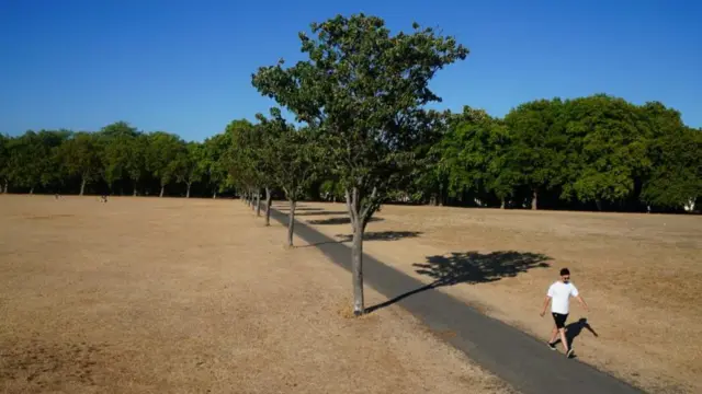 Brown grass in parkland