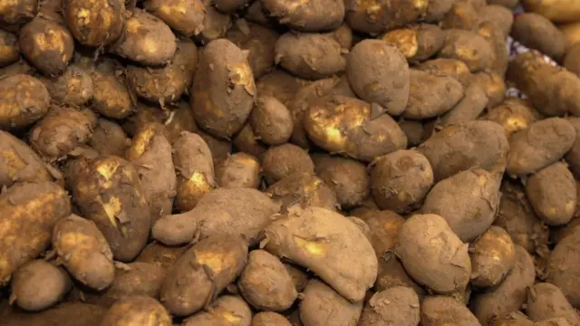 Generic shot of harvested potatoes