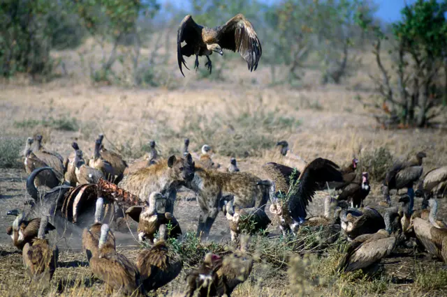 Spotted hyenas (Crocuta crocuta) chasing vultures away from Cape buffalo carcass, Kruger National Park, South Africa.