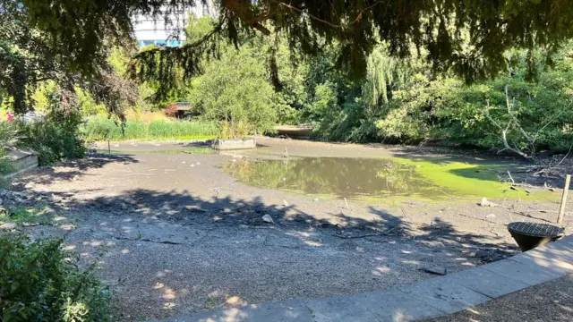 A dried out pond in Bromley, south-east London