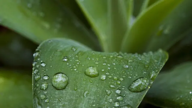 Raindrops gather on a leaf