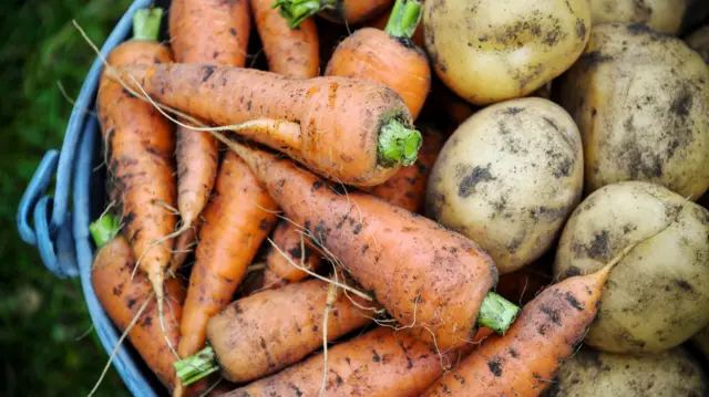 Feshly harvested carrots and potatoes