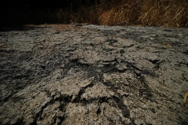 Scorched ground in Wanstead Park, London