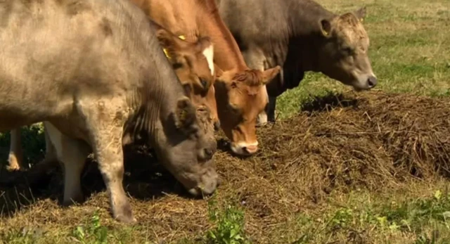 Cows grazing in Somerset field