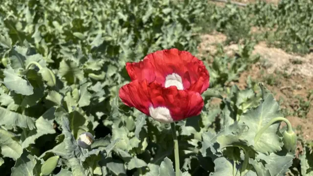 A view of opium poppy blooming in fields