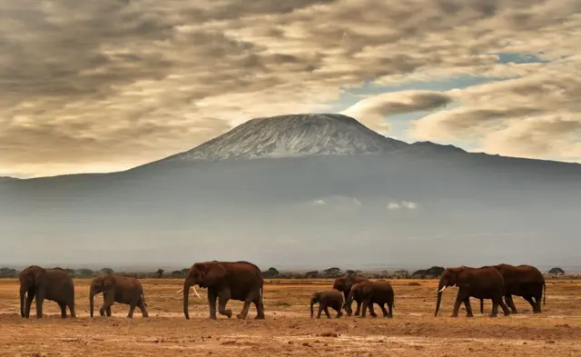 A herd of elephants near Mt Kilimanjaro