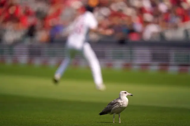 Seagull