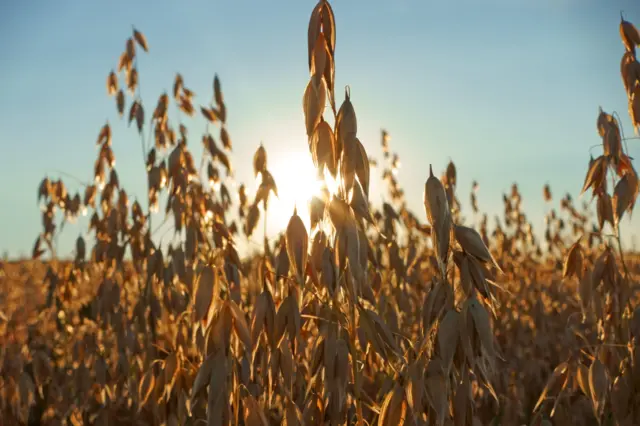 Cereal grain