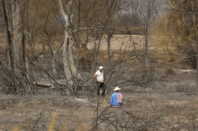 A view of burnt forestland after wildfires in El Taref, Algeria on August 18, 2022