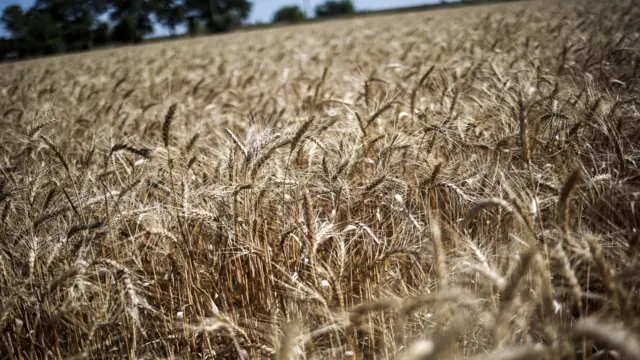 A field of wheat