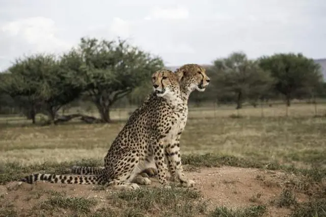 Cheetahs