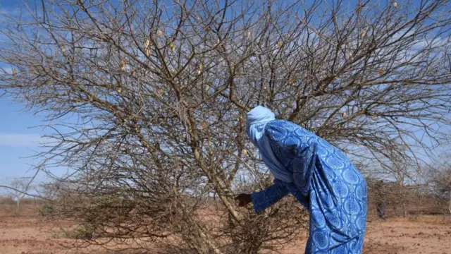 Nigerien farmer