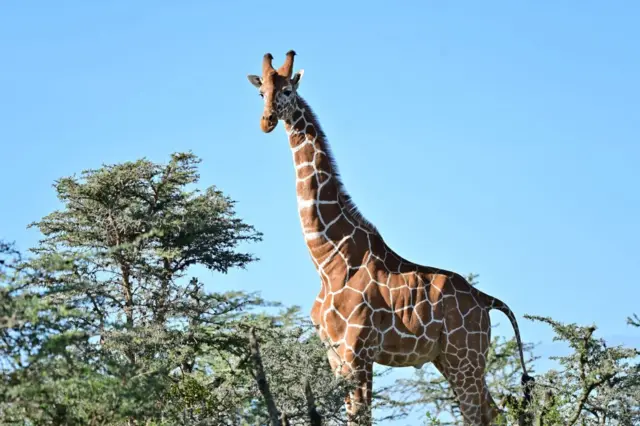 Giraffe