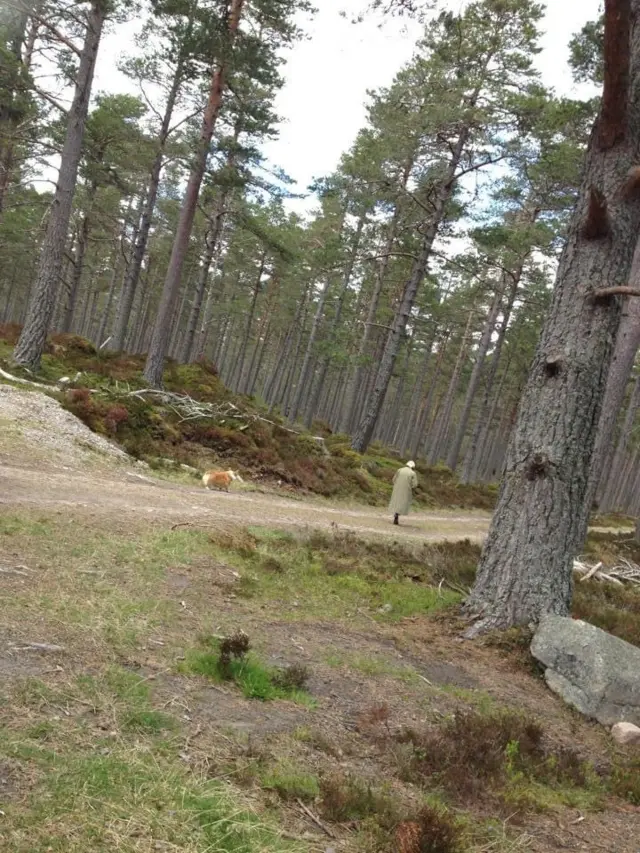 The Queen walking on the Balmoral estate in 2012