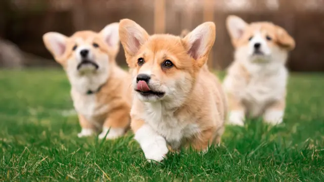 Three corgis on grass