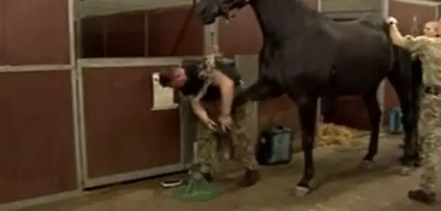 horse being groomed ahead of the procession