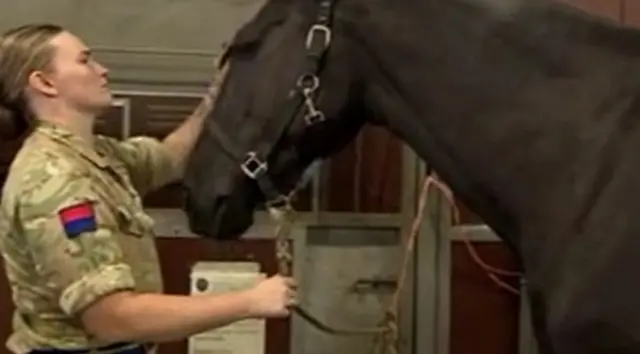 A horse being groomed ahead of the procession