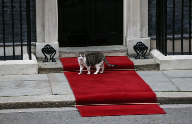 Larry the cat on red carpet outside Downing Street