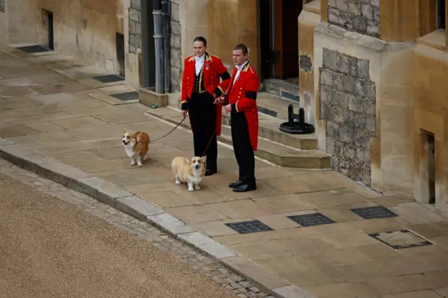 Corgis Muick and Sandy wait for the Queen's coffin to arrive