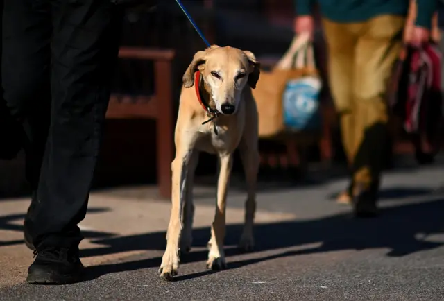 Dog at Taunton