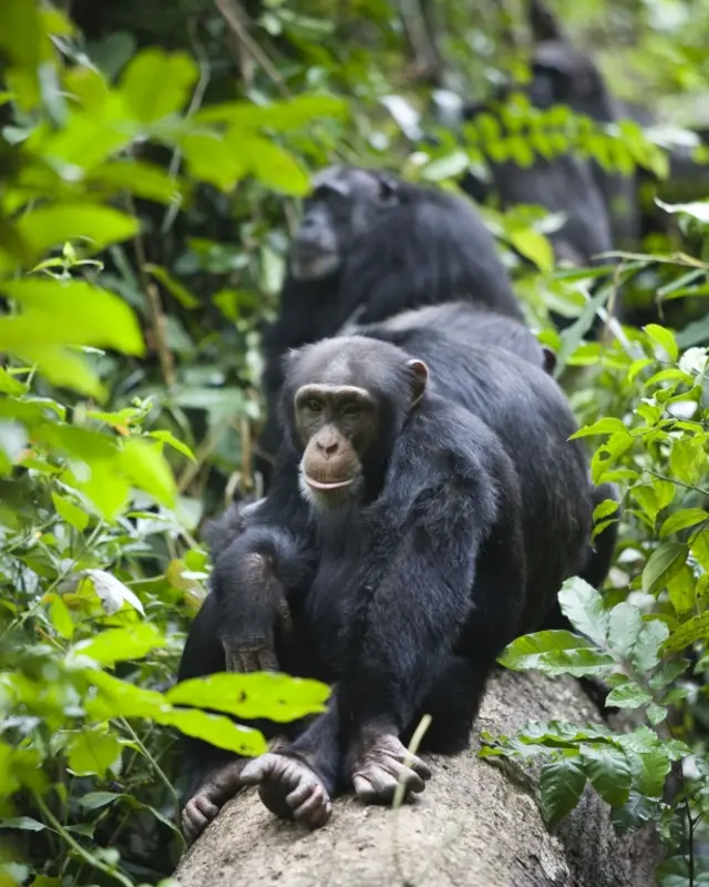 Chimpanzee in the forests of Bossou, Guinea