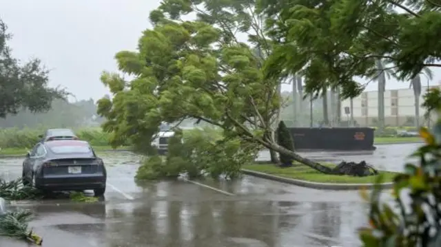 A tree is knocked down by powerful wind from Hurricane Ian