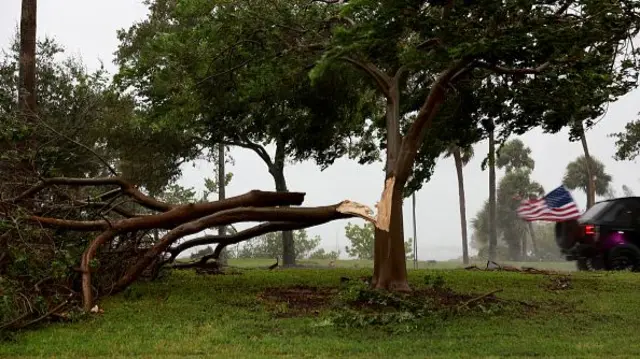 A tree is torn in half in Sarasota, Florida