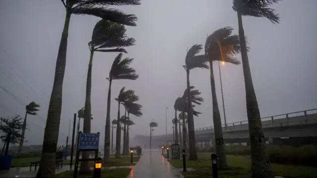 Blowing trees in Florida